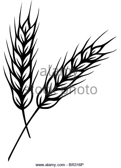 390x540 Stalks Black And White Stock Photos Amp Images