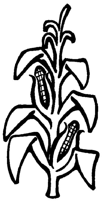 350x678 Corn Stalk Images Clip Art