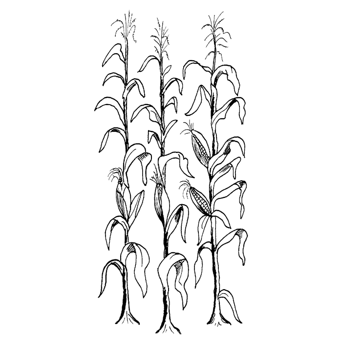 Corn Stalks Drawing at GetDrawings | Free download