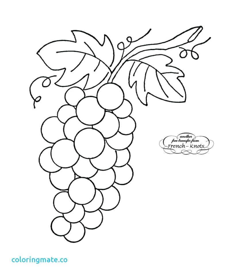 800x961 Grapes Coloring Pages Corn Stalk Coloring Page Coloring Pages Corn