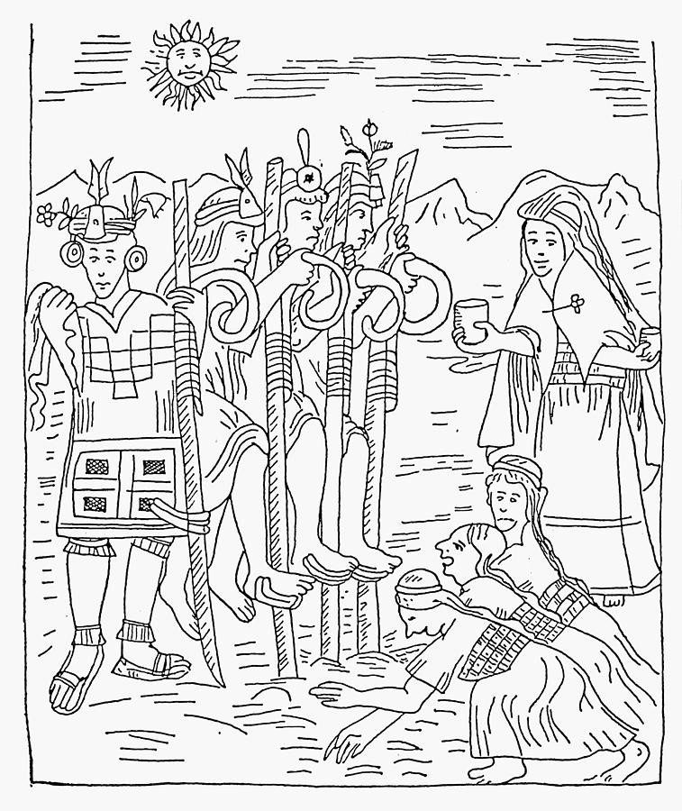 757x900 Inca Agriculture Drawing By Granger
