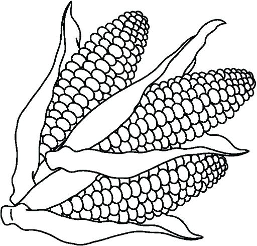 512x489 Corn For Coloring Corn Stalk Coloring Page Corn Coloring Pages