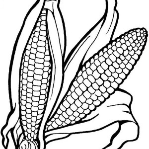 300x300 Corn Stalk Coloring Page