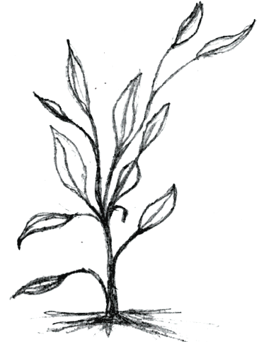 376x484 Beautiful Corn Stalk Plant Images