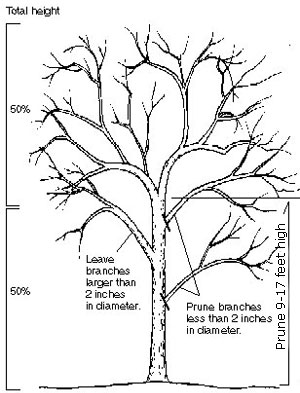 300x393 Drawn Korn Tree