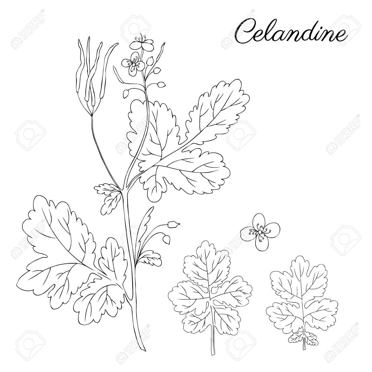 1300x1300 Celandine Flower Hand Drawn Graphic Vector Botanical Illustration