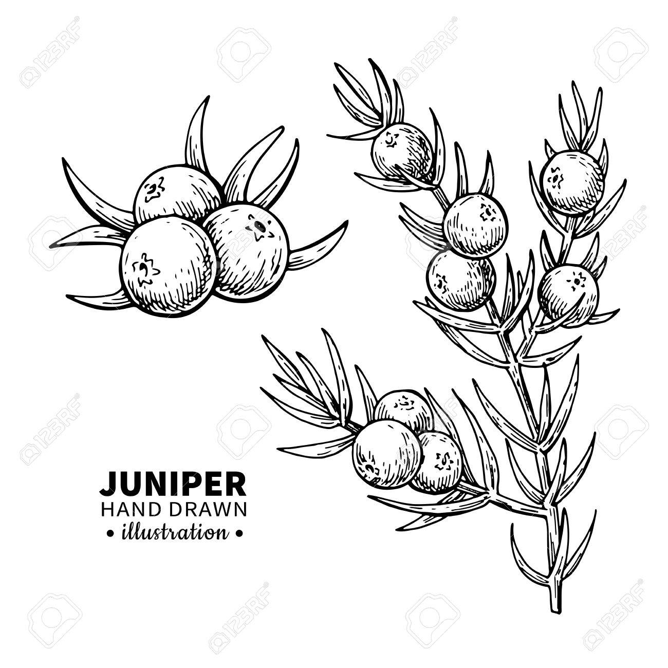1300x1300 Juniper Vector Drawing. Isolated Vintage Illustration Of Berry