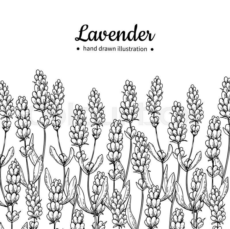 800x799 Lavender Vector Drawing Border. Isolated Wild Flower And Leaves