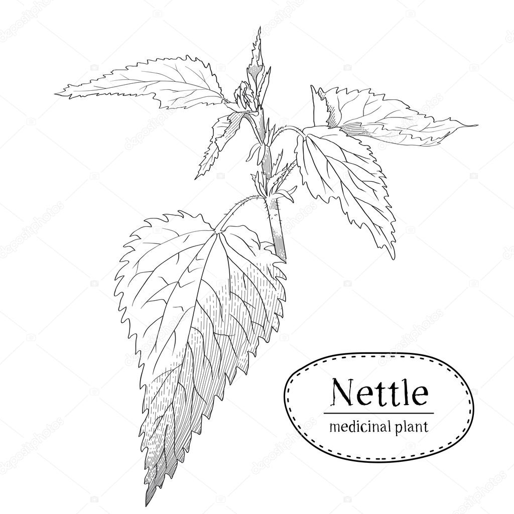 1024x1024 Sketch Of A Young Branch Of Nettle. Medicinal And Cosmetic. Vector