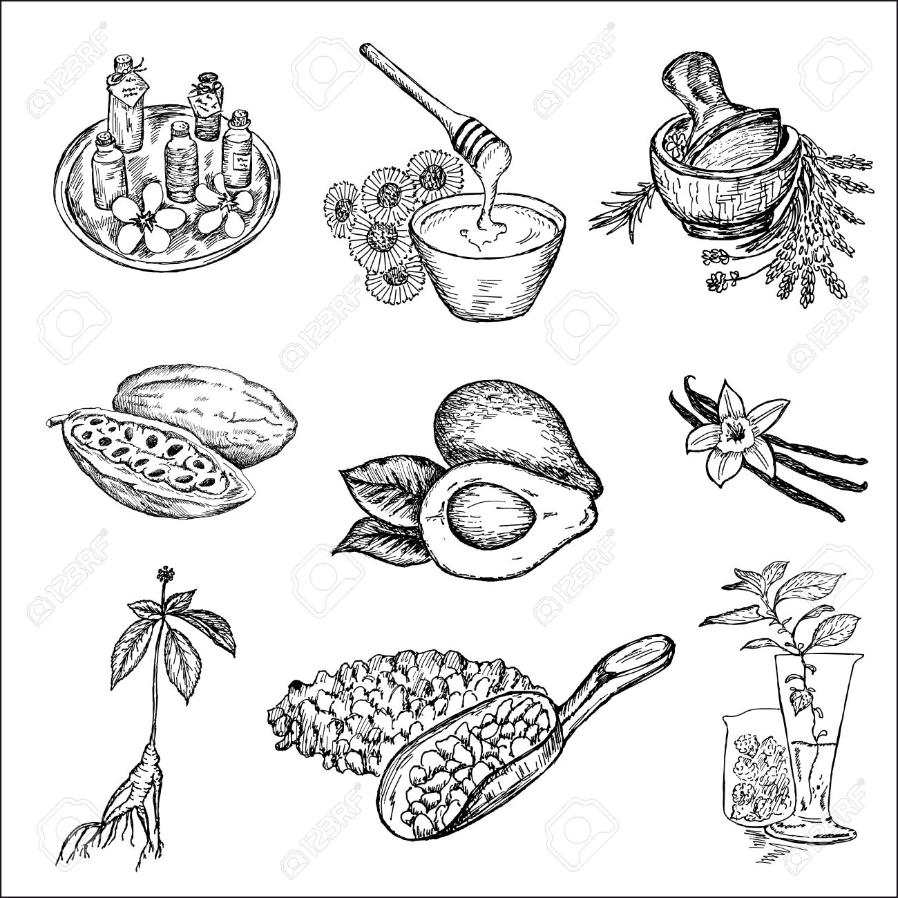 1300x1300 The Ingredients For Cosmetics. Set Of Vector Sketches Royalty Free