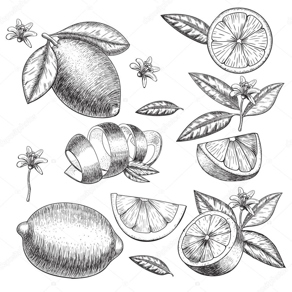 1024x1024 Vector Hand Drawn Lime Or Lemon Set. Whole , Sliced Pieces Half