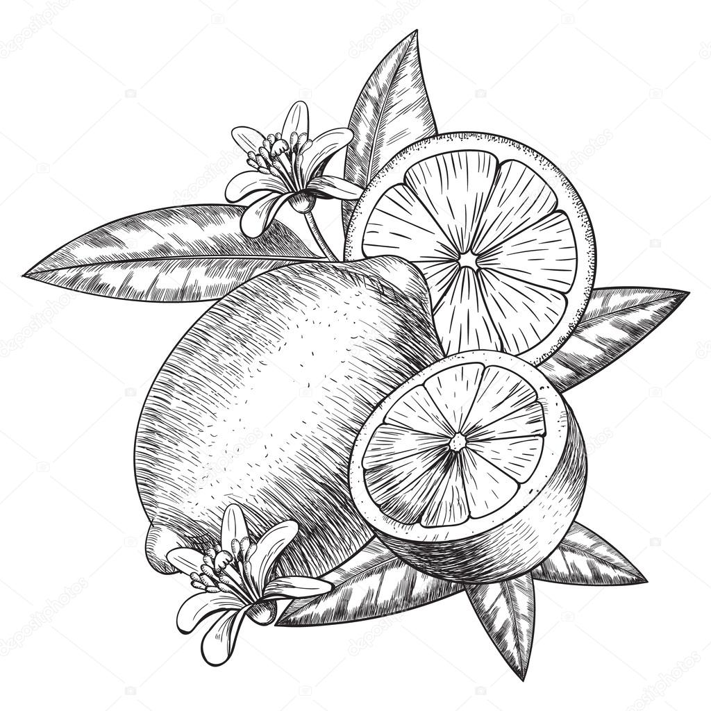 1024x1024 Vector Hand Drawn Lime Or Lemon. Whole , Sliced Pieces Half, Leave