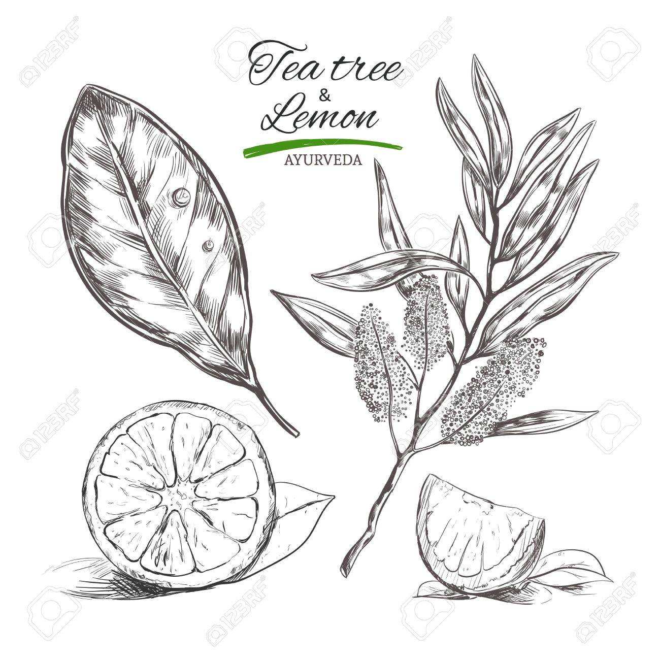 1300x1300 Tea Tree And Lemon. Vector Hand Drawn Collection.natural Herbs