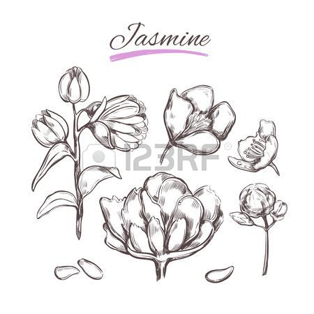 450x450 Tea Tree. Vector Hand Drawn Collection.natural Herbs And Flowers