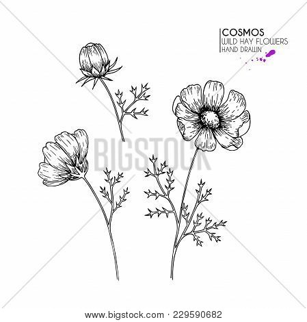 449x470 Cosmos Images, Illustrations, Vectors