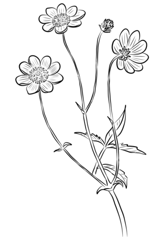 340x480 Cosmos Scabiosoides Coloring Page Free Printable Coloring Pages