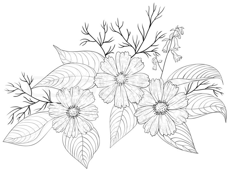 800x600 Flowers Cosmos, Petals And Leaves, Graphic Monochrome Contours