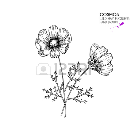 450x450 Hand Drawn Wild Hay Flowers. Chamomile Or Daisy Flower. Royalty
