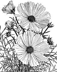 201x251 Image Result For Cosmos Flower Drawings Flowers.