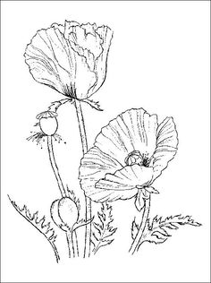 236x316 Image Result For Cosmos Flower Drawings Water Color