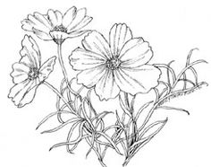 236x186 Sketching In Nature Flowers