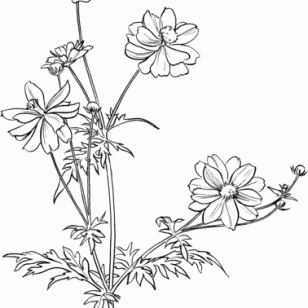 308x308 The Beautiful Flower Ficuses Coloring Pages Hand Drawn Cornflowers