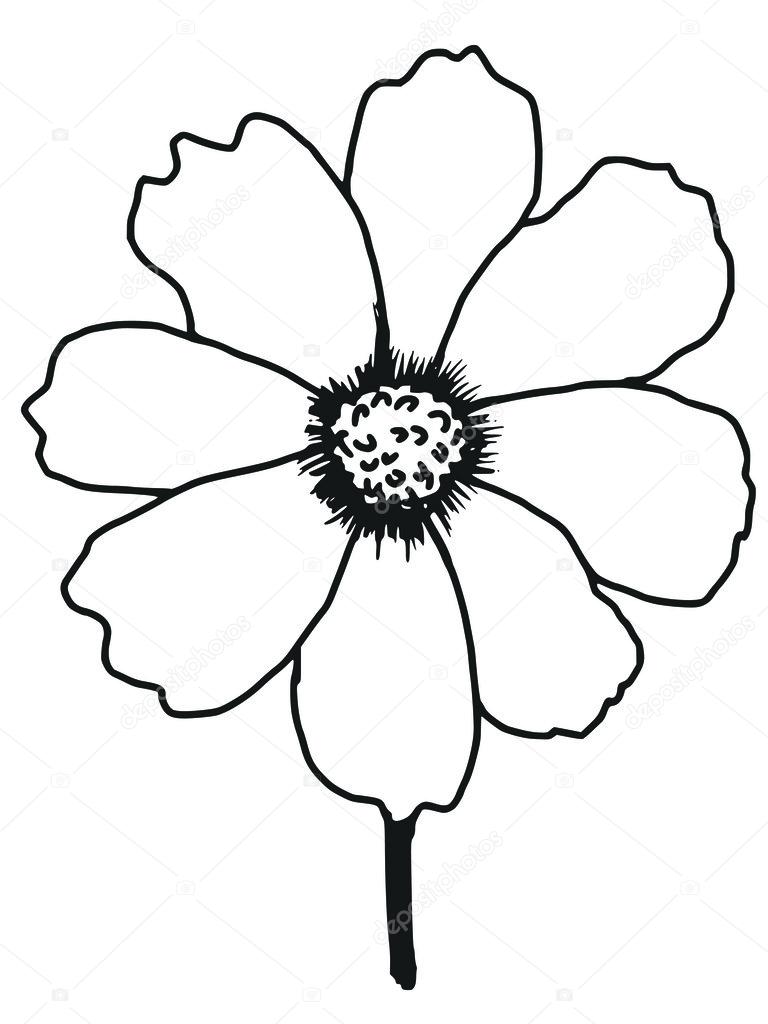 768x1024 Cosmos Aster Stock Vector Perysty