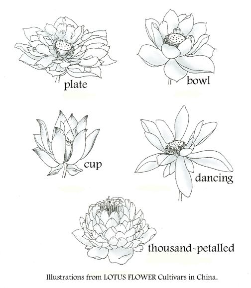 504x579 Cosmos Flowers Flowers Drawings Vector