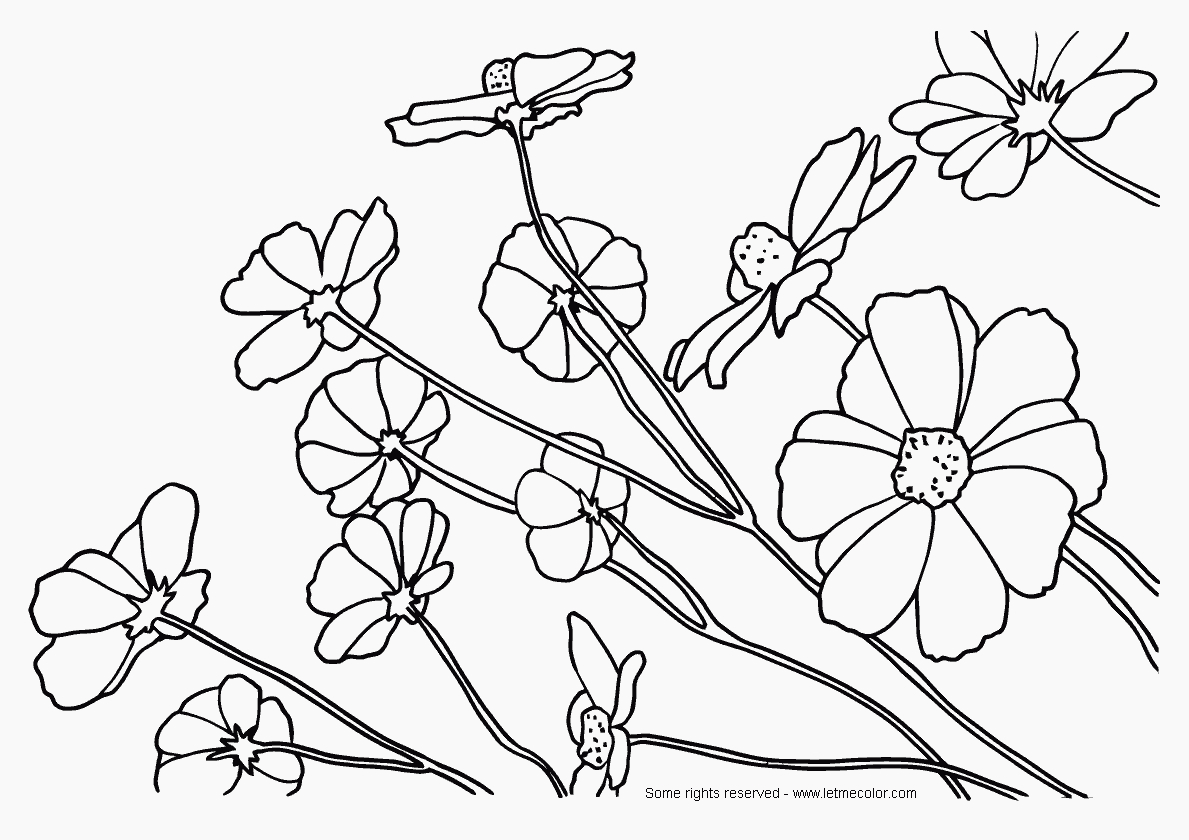 1189x840 Cosmos Flower Coloring Page