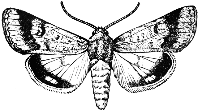 640x361 Cotton Boll Worm, Adult Clipart Etc