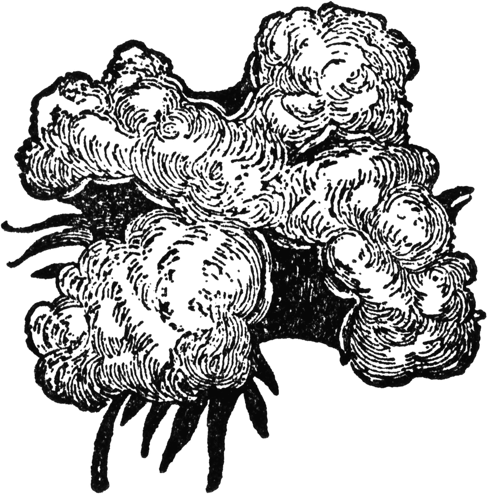 1006x1024 Cotton Flower Clipart Etc