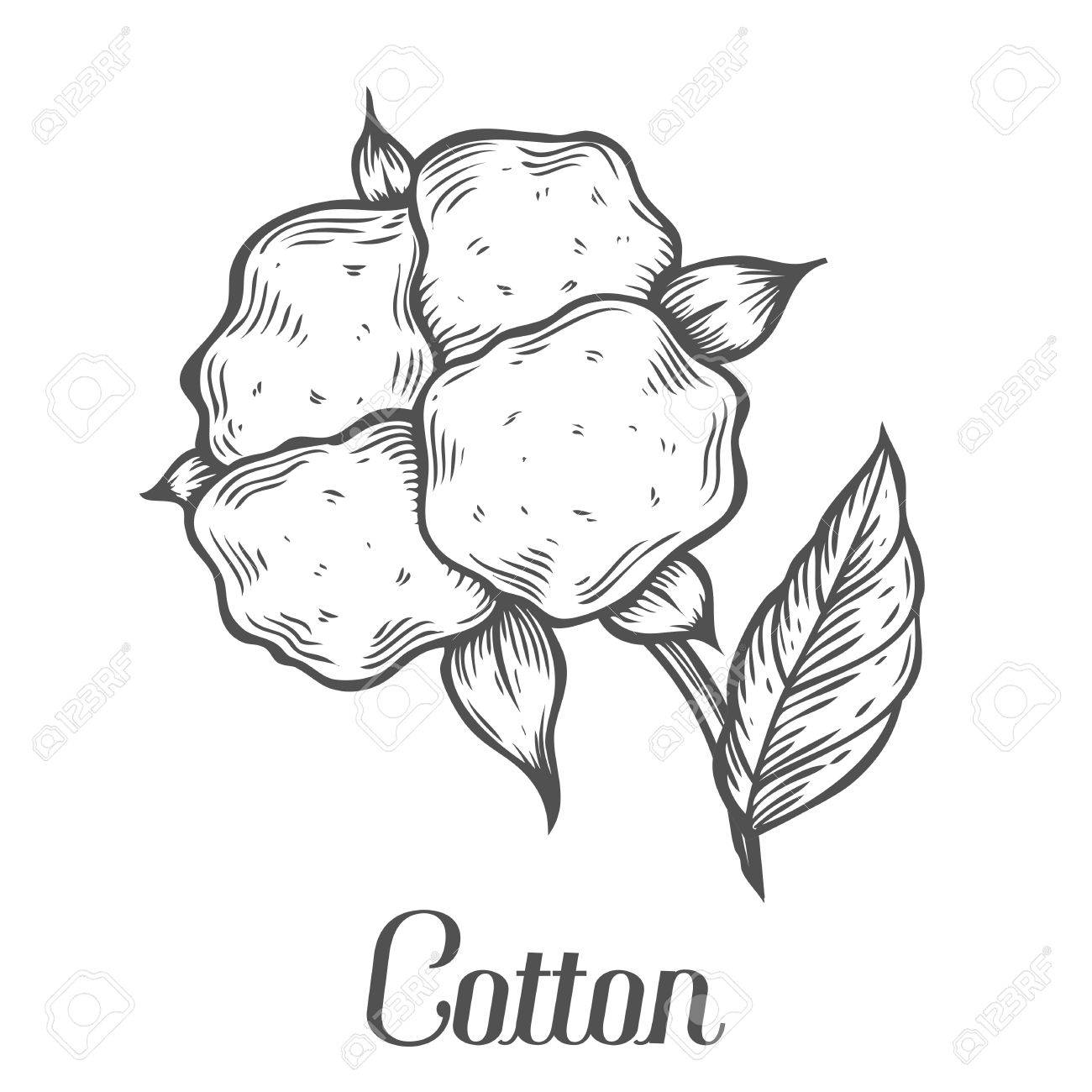 1300x1300 Cotton Plant, Bud, Leaf, Plant, Branch. Hand Drawn Engraved Vector