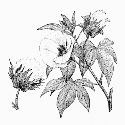 420x420 Cotton Plant