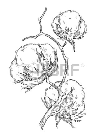 329x450 Hand Draw Ink Cotton Plant Vector Engraving Illustration Can Be