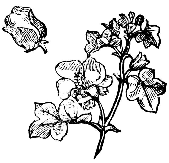 640x616 Cotton Clipart Etc