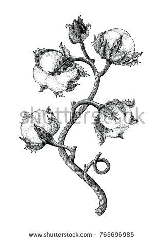 318x470 Cotton Plant Hand Drawing Vintage Engraving Style Isotale On White