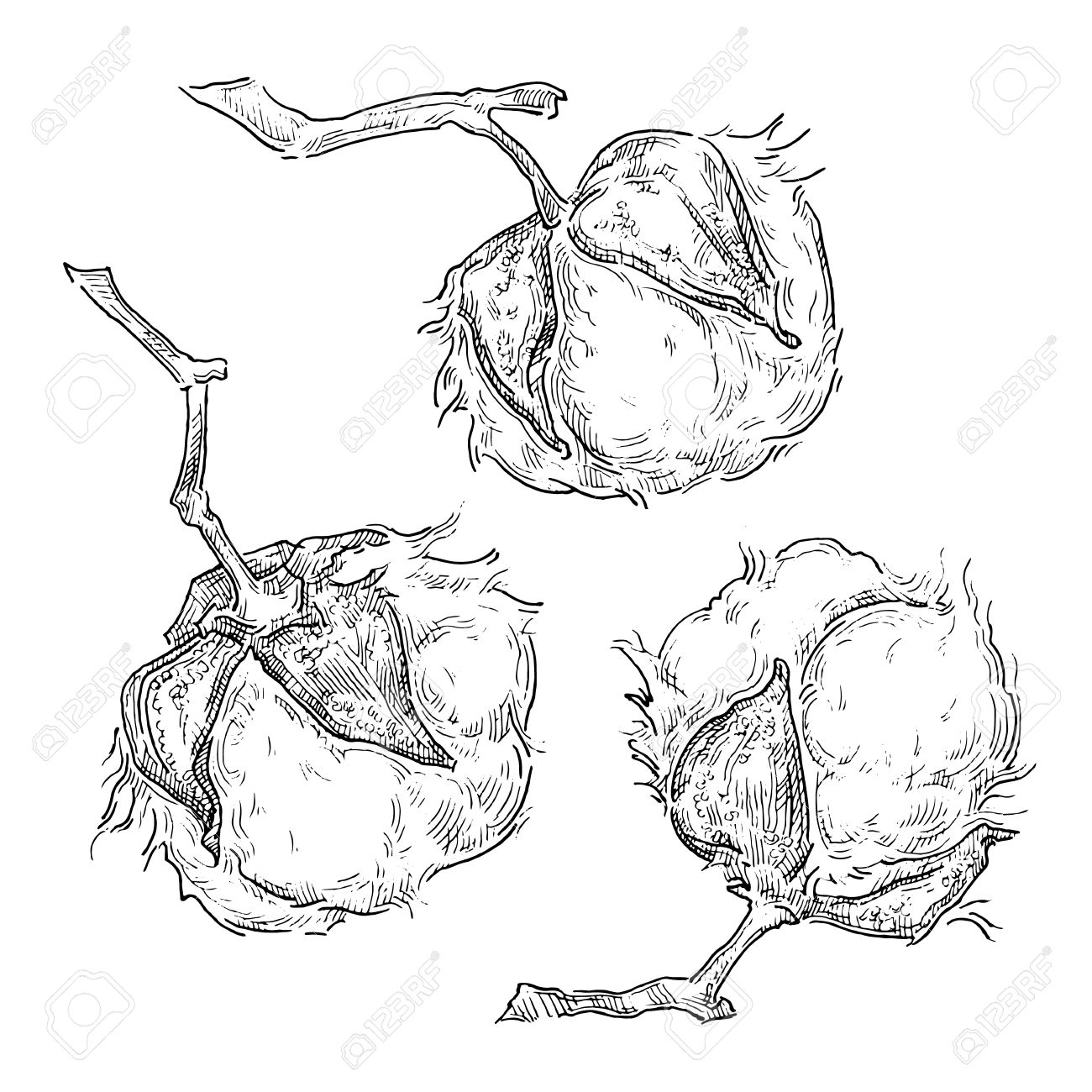 1300x1300 Hand Draw Ink Cotton Plant. Vector Engraving Illustration. Can