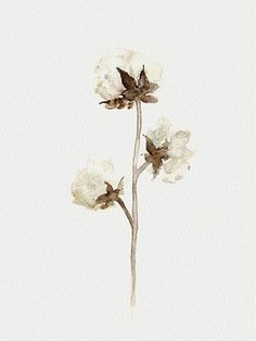 236x314 Cotton Plant Gwc Cotton Plant, Hand Drawings