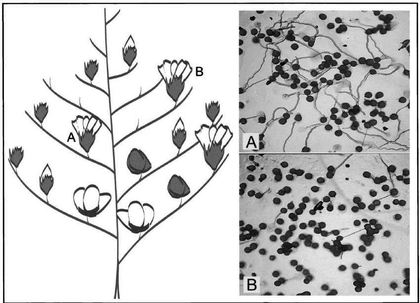 850x614 Diagram A Cotton Plant Illustrating The Relative Position