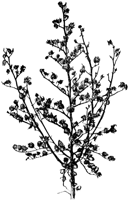 412x640 Fruitful Cotton Plant Clipart Etc