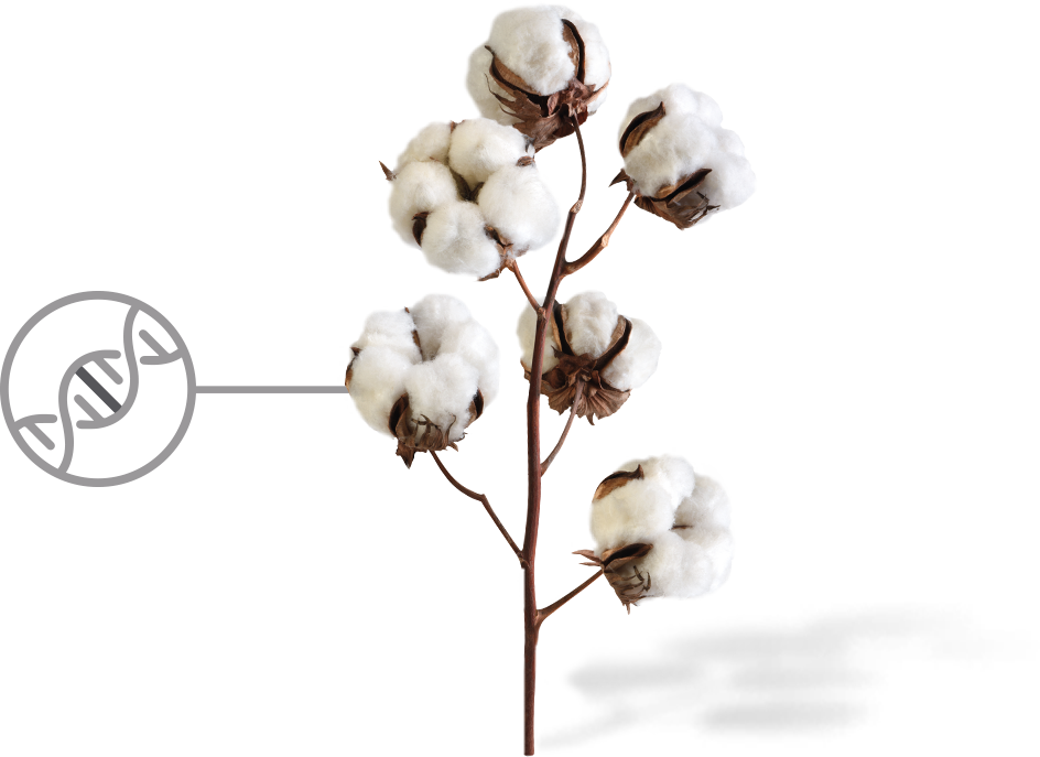 944x687 How Our Cotton Is Made Pimacott