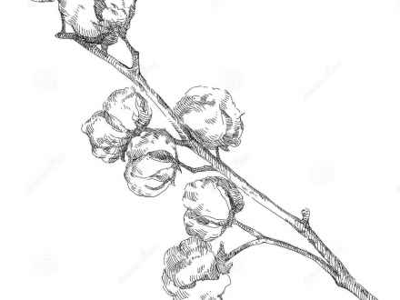 440x330 Program Out Using A Site Plan I Obtained From A Simple Google