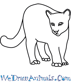 300x350 How To Draw A Cougar