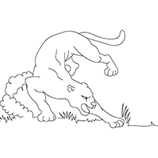 230x230 Top 10 Cougar Coloring Pages Your Toddler Will Love To Color