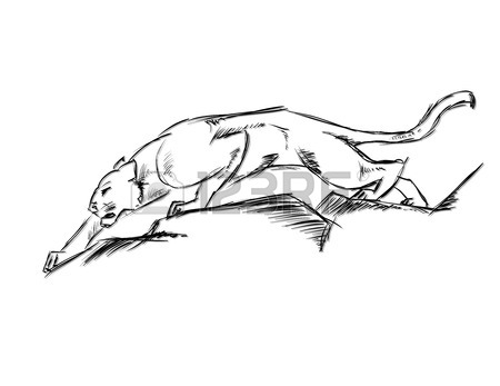 450x347 Young Cougar Prepares To Jump. Sketch. Hand Drawn Vector