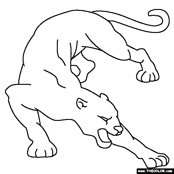 560x560 Cougar Coloring Pages