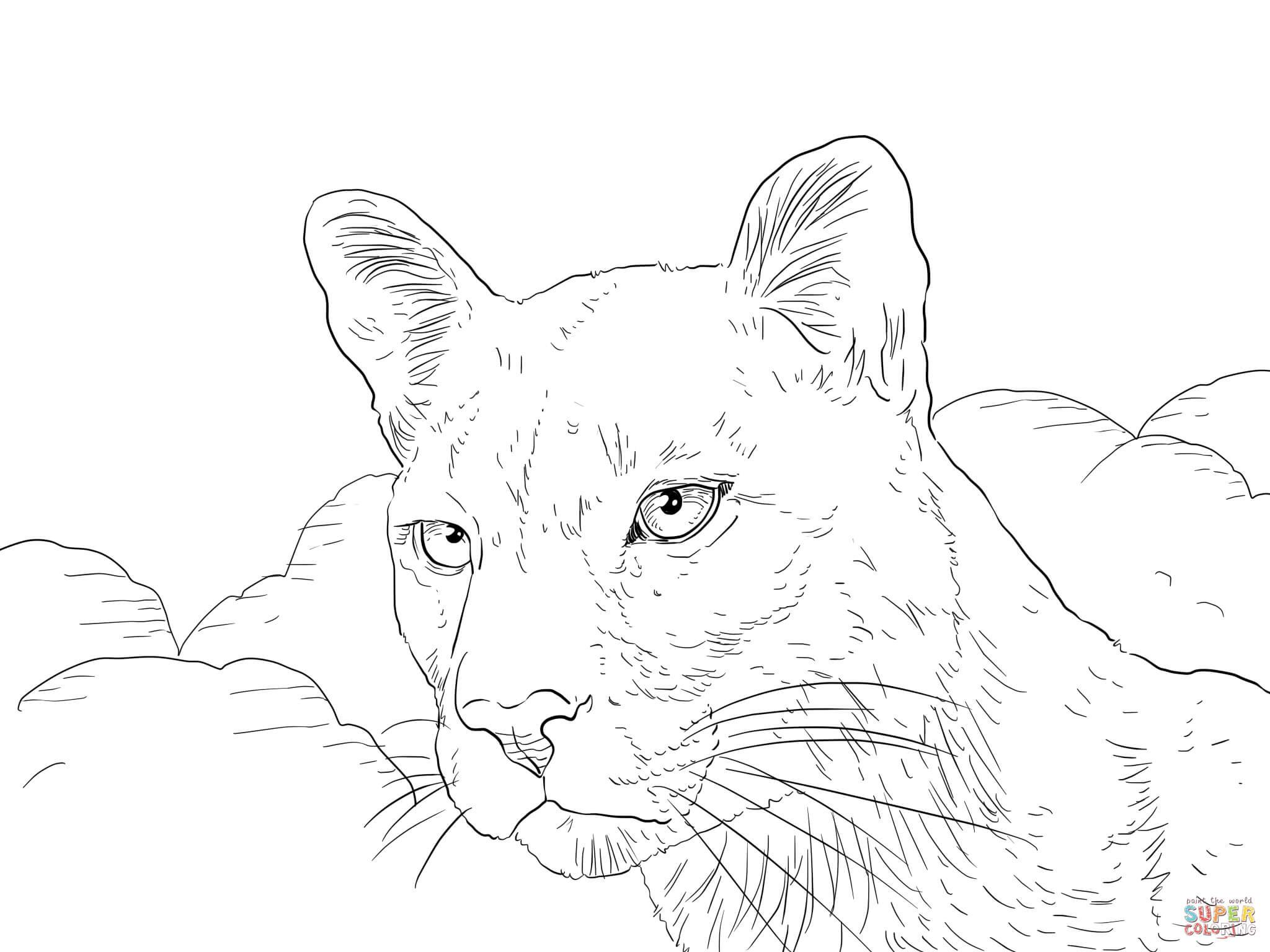 2048x1536 Cougar Coloring Pages