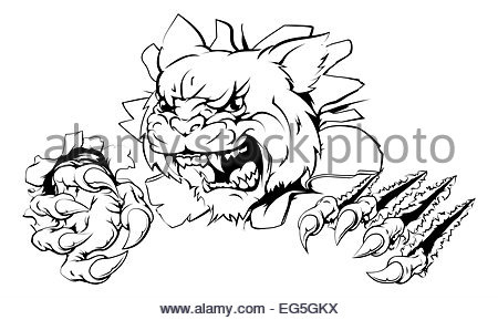 450x289 Angry Cougar Mountain Lion Head Drawing Stock Vector Art