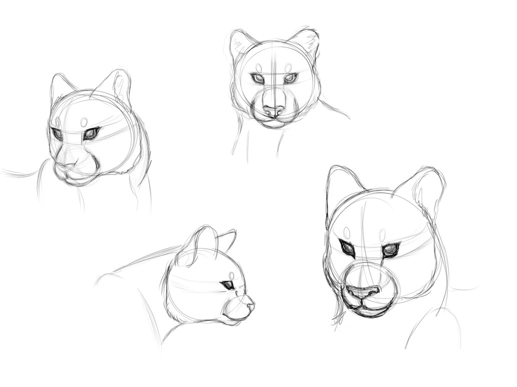 1033x774 Semi Realistic Cougar Head Practice By Keisharall