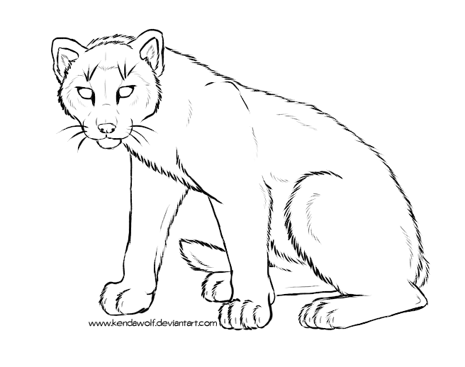 656x518 Cougar Cub Lineart By Kendawolf